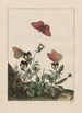 Precise observations on the transformations of numerous metamorphosed insects or small animals Pl19 - Jacob L'Admiral — artwork view