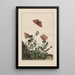Precise observations on the transformations of numerous metamorphosed insects or small animals Pl19 - Jacob L'Admiral — framed artwork on a wall