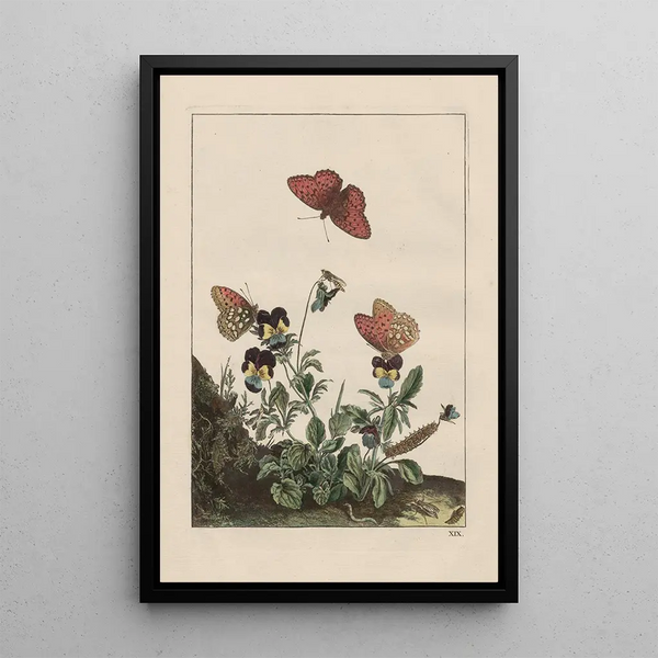 Precise observations on the transformations of numerous metamorphosed insects or small animals Pl19 - Jacob L'Admiral — framed artwork on a wall