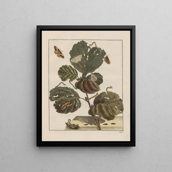 Precise observations on the changes of numerous insects or sculptor animals Pl20 - Jacob L'Admiral — framed artwork on a wall