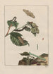 Precise observations on the transformations of numerous metamorphosed insects or small animals Pl21 - Jacob L'Admiral — artwork view
