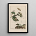Precise observations on the transformations of numerous metamorphosed insects or small animals Pl21 - Jacob L'Admiral — framed artwork on a wall