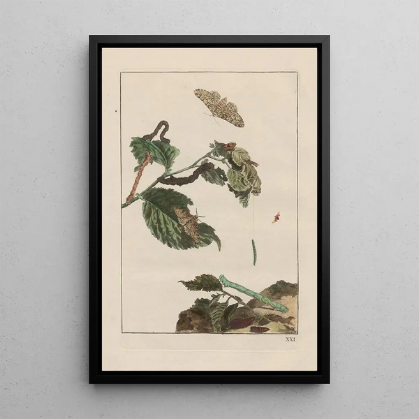 Precise observations on the transformations of numerous metamorphosed insects or small animals Pl21 - Jacob L'Admiral — framed artwork on a wall
