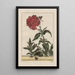 Precise observations on the transformations of numerous metamorphosed insects or small animals Pl22 - Jacob L'Admiral — framed artwork on a wall
