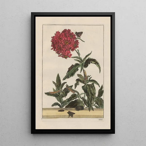 Precise observations on the transformations of numerous metamorphosed insects or small animals Pl22 - Jacob L'Admiral — framed artwork on a wall