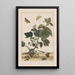 Precise observations on the transformations of numerous metamorphosed insects or small animals Pl23 - Jacob L'Admiral — framed artwork on a wall