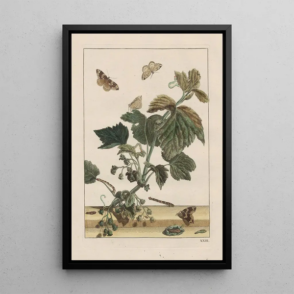 Precise observations on the transformations of numerous metamorphosed insects or small animals Pl23 - Jacob L'Admiral — framed artwork on a wall