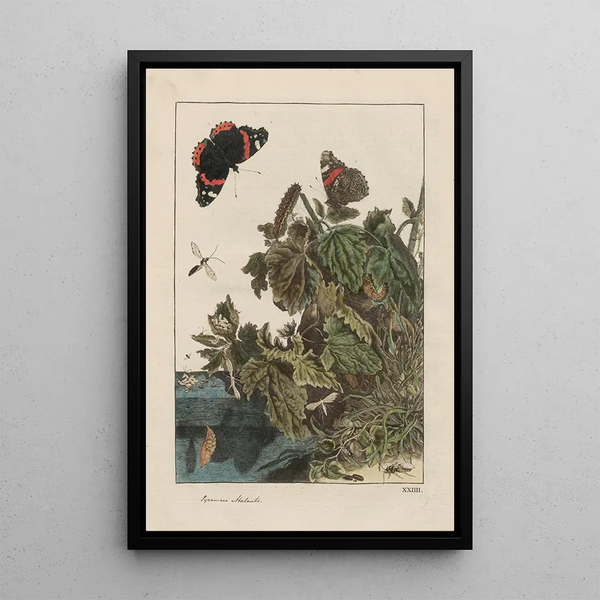 Precise observations on the transformations of numerous metamorphosed insects or small animals Pl24 - Jacob L'Admiral — framed artwork on a wall