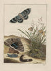 Observations précises sur les transformations de nombreux insectes ou petits animaux métamorphosés Pl25 - Jacob L'Admiral — artwork view
