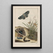 Observations précises sur les transformations de nombreux insectes ou petits animaux métamorphosés Pl25 - Jacob L'Admiral — framed artwork on a wall