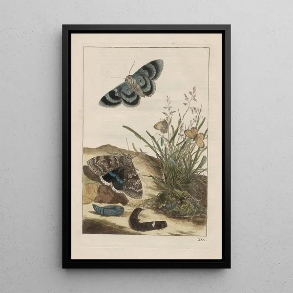 Observations précises sur les transformations de nombreux insectes ou petits animaux métamorphosés Pl25 - Jacob L'Admiral — framed artwork on a wall