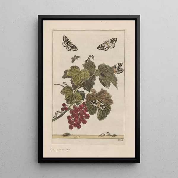 Precise observations on the transformations of numerous metamorphosed insects or small animals Pl26 - Jacob L'Admiral — framed artwork on a wall