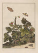 Precise observations on the transformations of numerous metamorphosed insects or small animals Pl27 - Jacob L'Admiral — artwork view