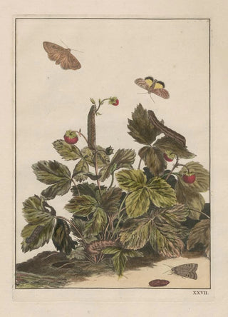 Jacob LAdmiral - Naauwkeurige waarneemingen omtrent de veranderingen van veele insekten of gekorvene diertjes Pl27.webp