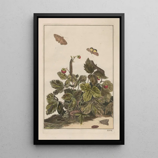 Precise observations on the transformations of numerous metamorphosed insects or small animals Pl27 - Jacob L'Admiral — framed artwork on a wall