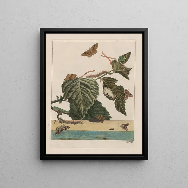 Observations précises sur les changements de nombreux insectes ou animaux à carapace Pl28 - Jacob L'Admiral — framed artwork on a wall
