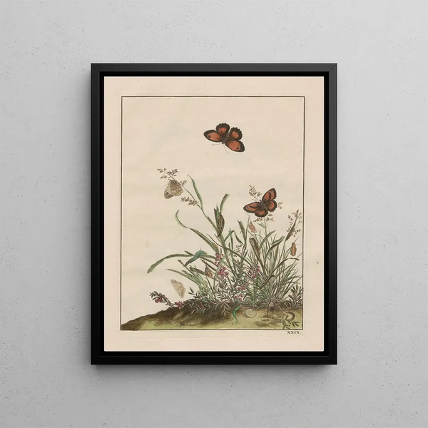 Precise observations on changes in numerous insects or shelled animals Pl29 - Jacob L'Admiral — framed artwork on a wall