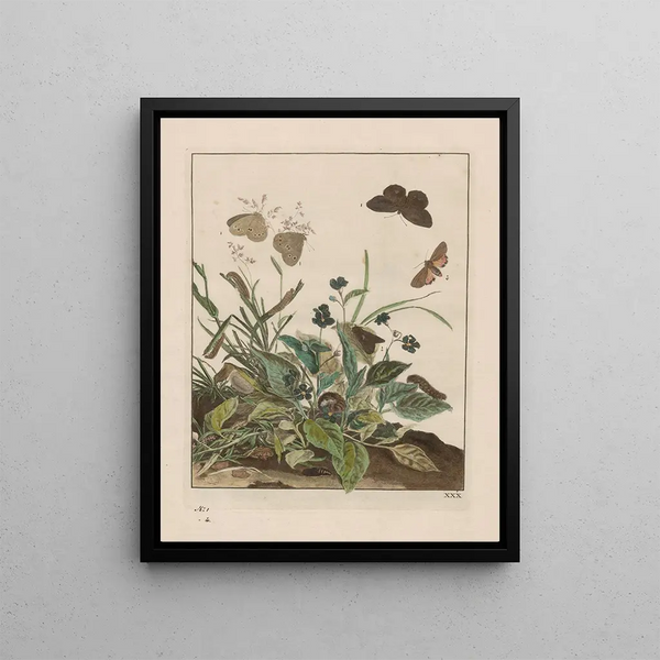 Observations précises sur les changements de nombreux insectes ou animaux sculpteurs Pl30 - Jacob L'Admiral — framed artwork on a wall