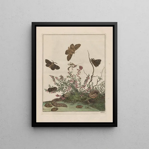 Precise observations on the changes of many insects or shelled animals Pl31 - Jacob L'Admiral — framed artwork on a wall