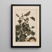Precise observations on the transformations of numerous metamorphosed insects or small animals Pl32 - Jacob L'Admiral — framed artwork on a wall