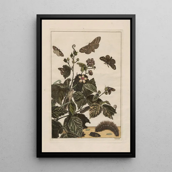 Precise observations on the transformations of numerous metamorphosed insects or small animals Pl32 - Jacob L'Admiral — framed artwork on a wall