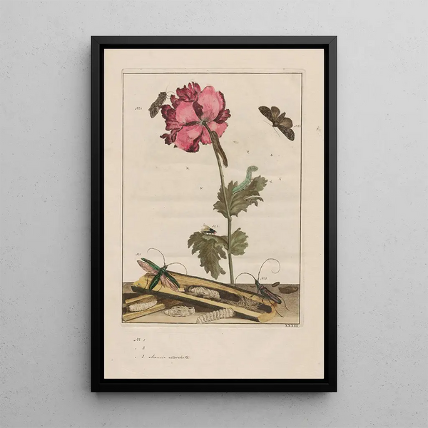 Precise observations on the transformations of numerous metamorphosed insects or small animals Pl33 - Jacob L'Admiral — framed artwork on a wall
