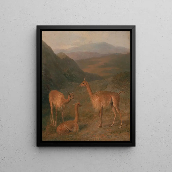 Vicuñas - Jacques-Laurent Agasse — framed artwork on a wall
