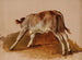 Young calf - Jacques-Raymond Brascassat — artwork view