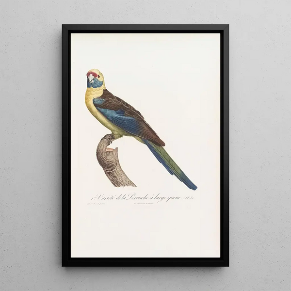 First variety of the Long-tailed Parakeet - Jacques Barraband — framed artwork on a wall