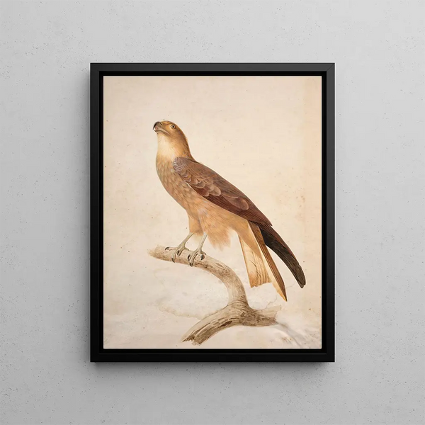 Milan noir - Jacques Barraband — framed artwork on a wall