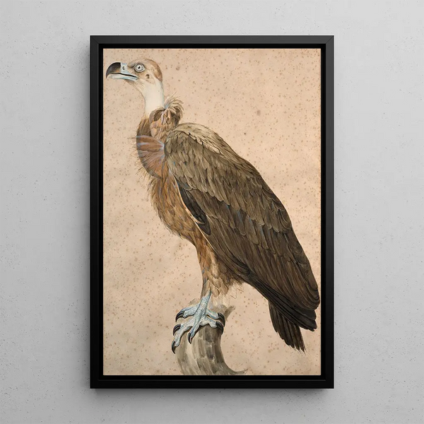 Vulture Brown - Jacques Barraband — framed artwork on a wall