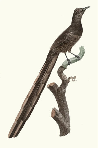 Jacques Barraband - Femelle de la Pie de paradis.webp