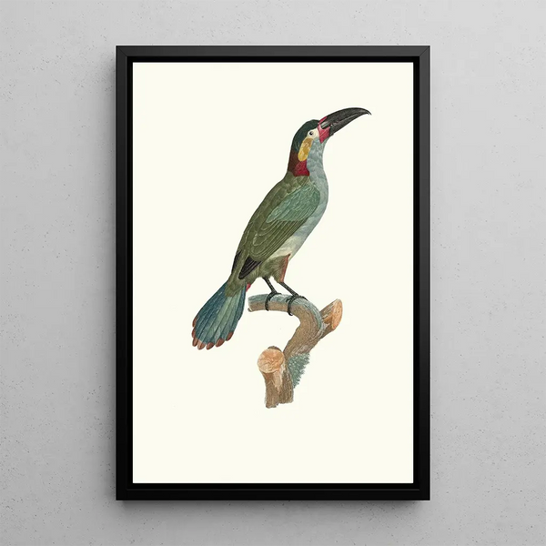 L'Aracari Koulik female - Jacques Barraband — framed artwork on a wall
