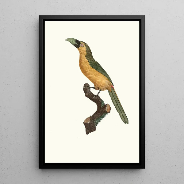 L'Aracari baillon - Jacques Barraband — framed artwork on a wall