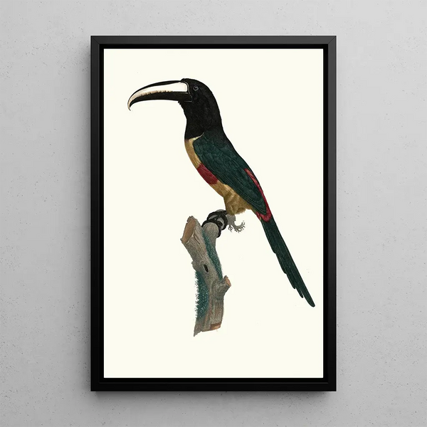L'Aracari ceinture rouge - Jacques Barraband — framed artwork on a wall