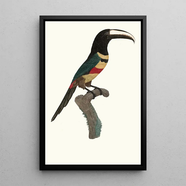 L'Aracari double ceinture - Jacques Barraband — framed artwork on a wall