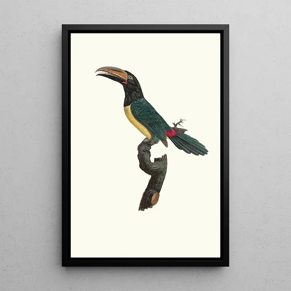 L'Aracari vert mâle - Jacques Barraband — framed artwork on a wall