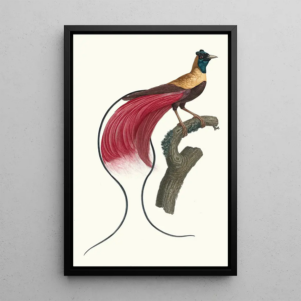 L'Oiseau de Paradis rouge - Jacques Barraband — framed artwork on a wall
