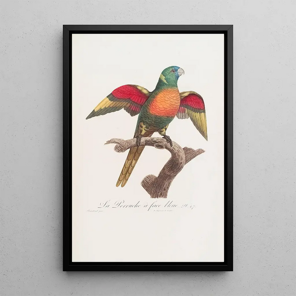 La Perruche face bleue - Jacques Barraband — framed artwork on a wall