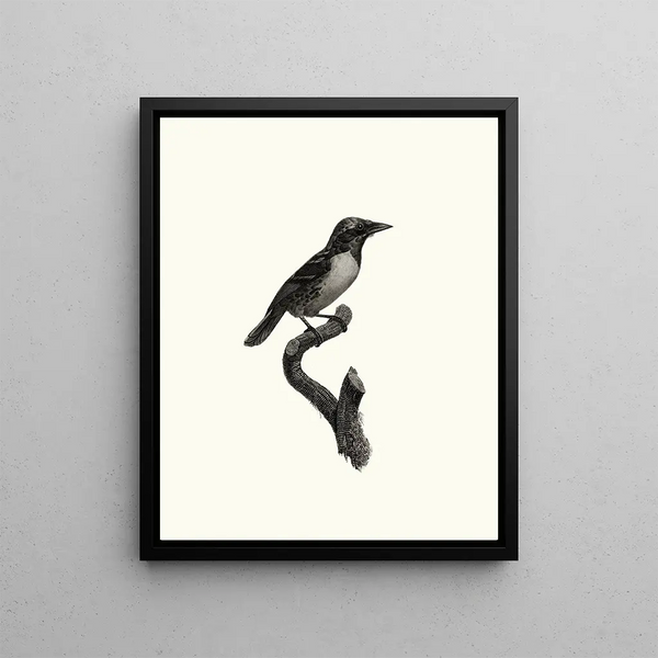Le Barbu de la Guyane femelle - Jacques Barraband — framed artwork on a wall