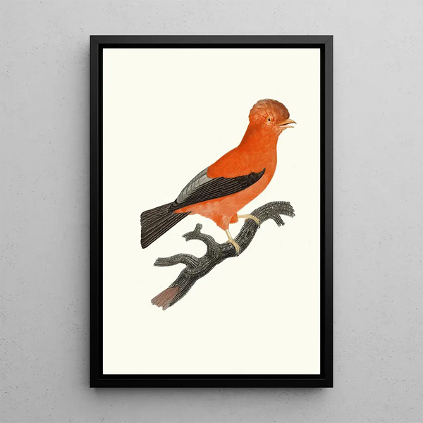 The Peruvian Rooster - Jacques Barraband — framed artwork on a wall