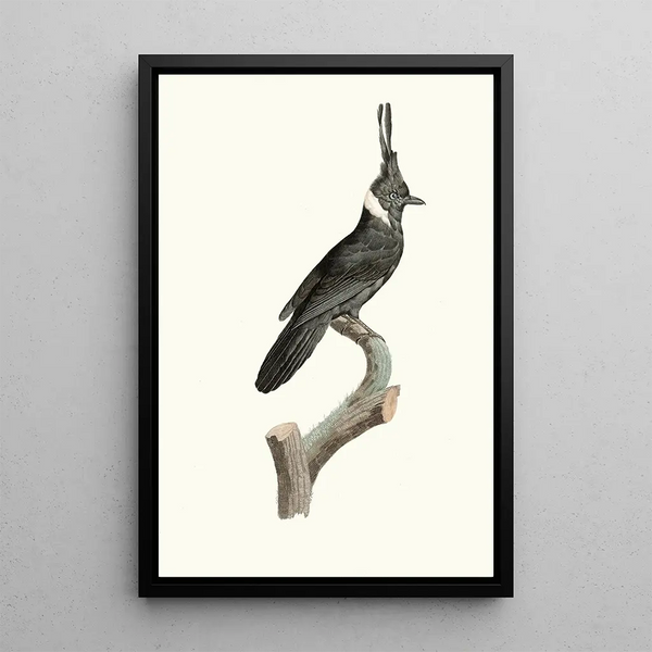 Le Geai Noir Collier blanc - Jacques Barraband — framed artwork on a wall