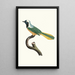 The Peruvian Jay - Jacques Barraband — framed artwork on a wall