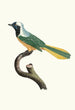 The Peruvian Jay - Jacques Barraband — artwork view