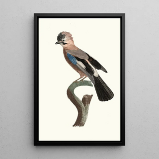 Jacques Barraband - Le Geai dEurope.webp