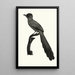 Le Momot domb - Jacques Barraband — framed artwork on a wall