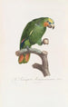 Le Perroquet Aourou Cauraou - Jacques Barraband — artwork view
