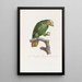 Le Perroquet Aourou Cauraou - Jacques Barraband — framed artwork on a wall
