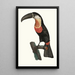 Le Pignancoin - Jacques Barraband — framed artwork on a wall