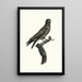 Le Rolle gorge bleu - Jacques Barraband — framed artwork on a wall